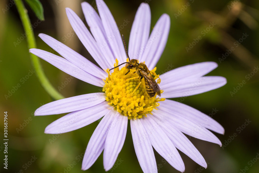 Golden bee collecting honey on the flower Golden bee collecting honey on the flower