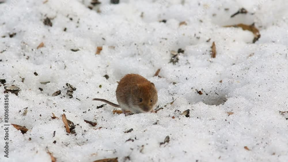 Common vole (Microtus arvalis) drags sunflower seeds in the hole Common vole (Microtus arvalis) drags sunflower seeds in the hole