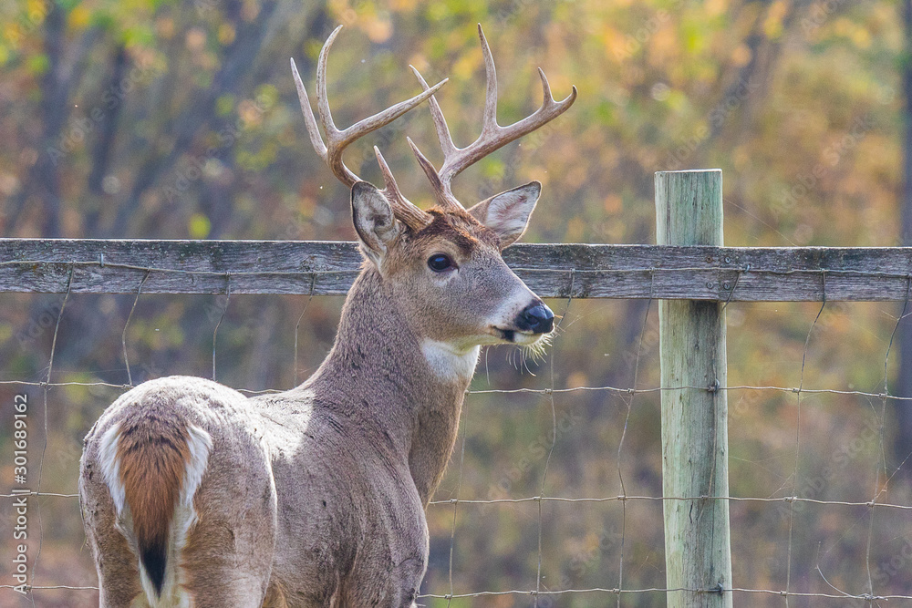 Naklejka premium Mature Whitetail Buck Portrait