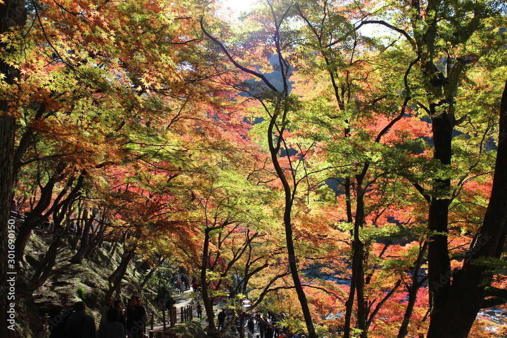 日本の愛知県の香嵐渓の紅葉の風景