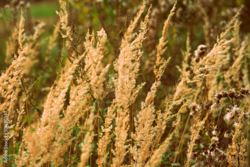 Dry grass in a meadow on an autumn day close-up. Retro style