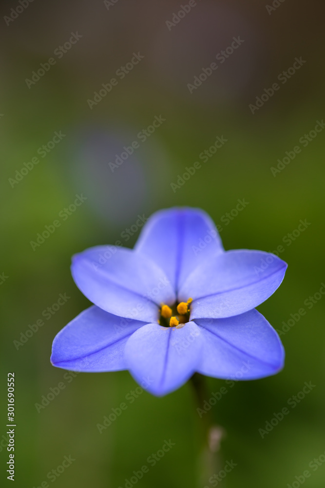 ハナニラの花 ハナニラの花