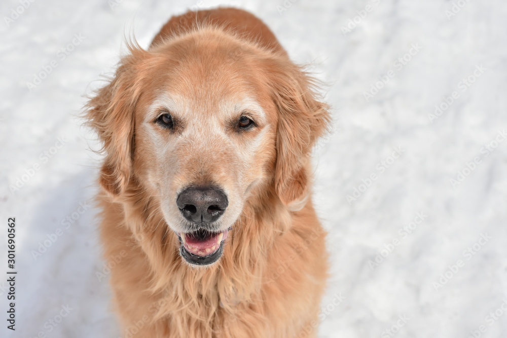Smiling Golden Retriever standing in the snow