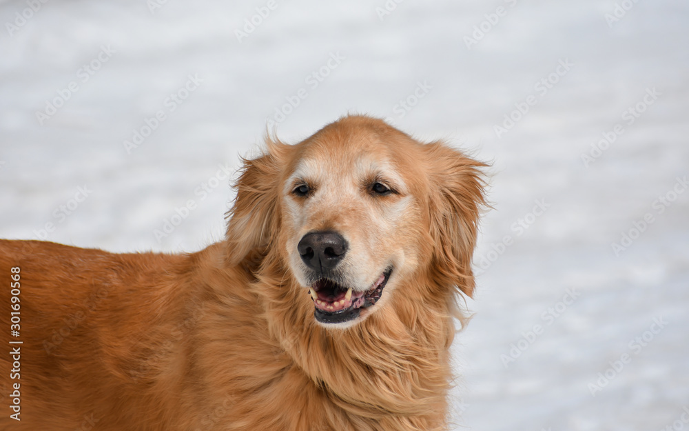 Portrait of a joyful Golden Retriever dog standing in the snow.