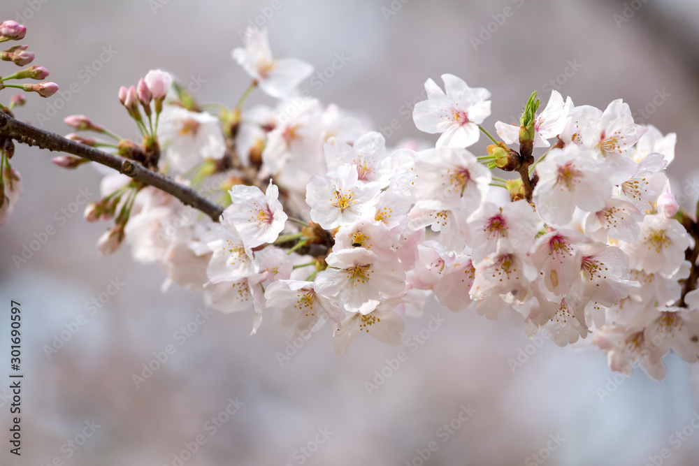 桜の花　春イメージ