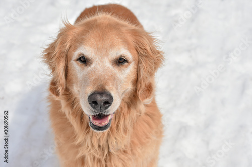 Smiling Golden Retriever standing in the snow
