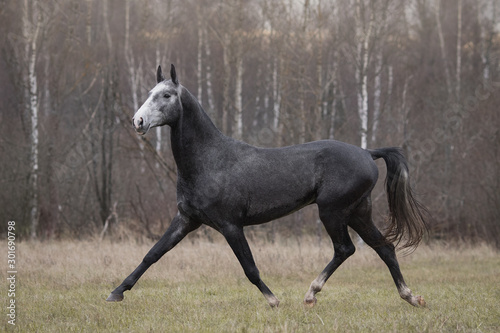 A dark gray horse runs across an autumn field backgrounds.