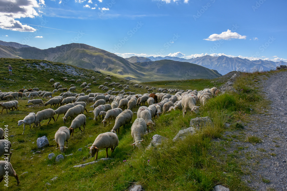 Troupeau de moutons dans les Alpes