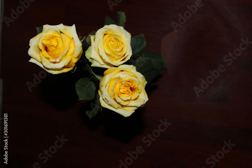 Three yellow roses on a black background. Beautiful dark background with bright yellow-white roses.