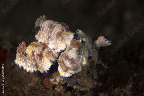 Nudibranch  Goniobranchus aureopurpureus. Underwater macro photography from Lembeh Strait, Indonesia