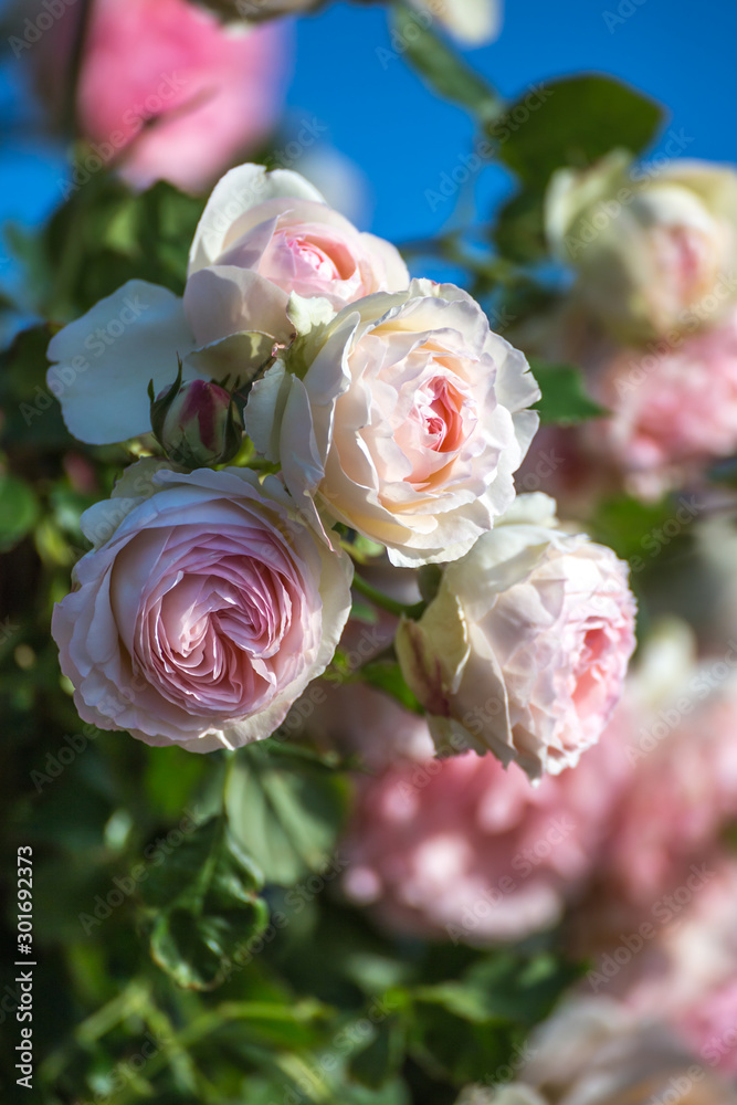 Fototapeta premium バラの花