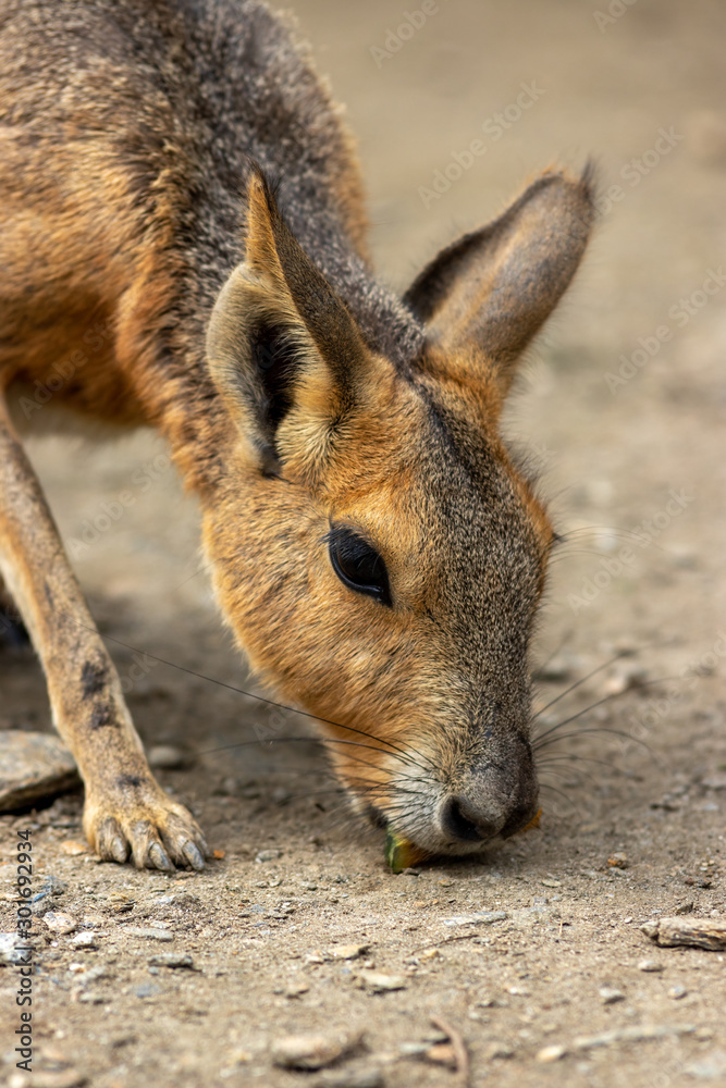 マーラのポートレート