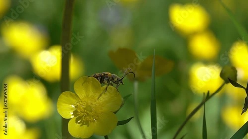 Beetle Brachyta Interrogationis spreads its wings and takes off from a buttercup flower, slow motion  photo