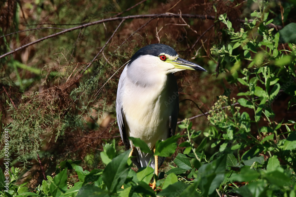 An adult black-crowned night heron (Nycticorax nycticorax) perched on a bush. An adult black-crowned night heron (Nycticorax nycticorax) perched on a bush.