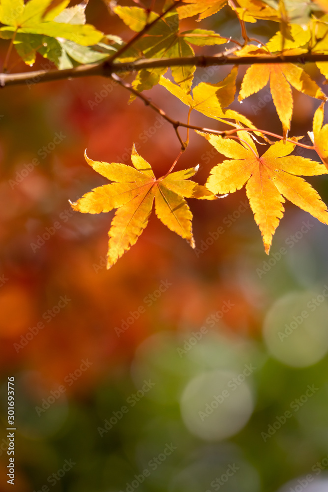 紅葉 秋イメージ 紅葉 秋イメージ
