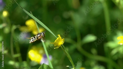 Flight of a Hover Fly or Flower Fly (Chrysotoxum cautum) over small yellow buttercup flowers on a summer day in slow motion photo