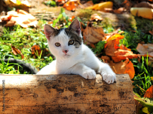 cat on the log