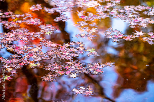 水面と落ち葉 秋イメージ