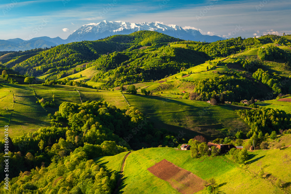 Spring landscape with green forest and snowy mountains, Holbav, Romania