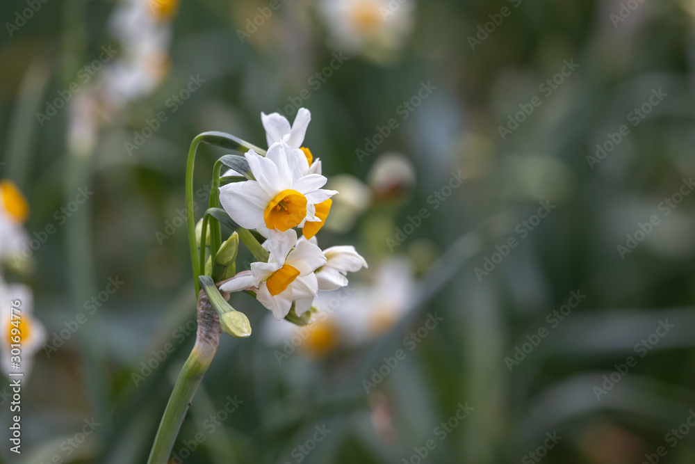 水仙の花　初春イメージ