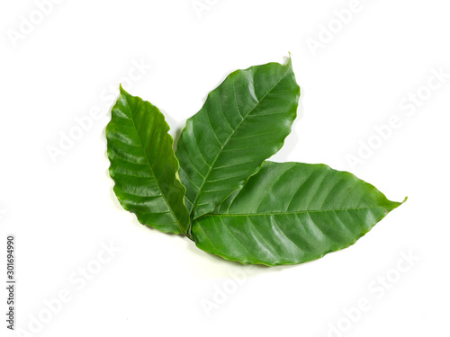 Green coffee leaves on a white background