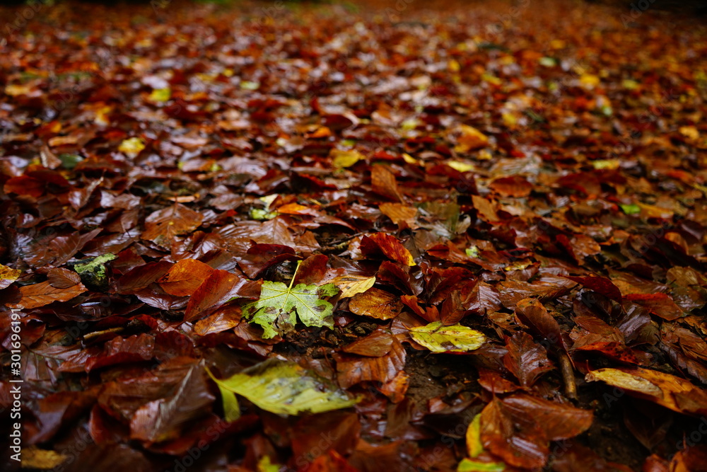 Fallen red and green leaves floor
