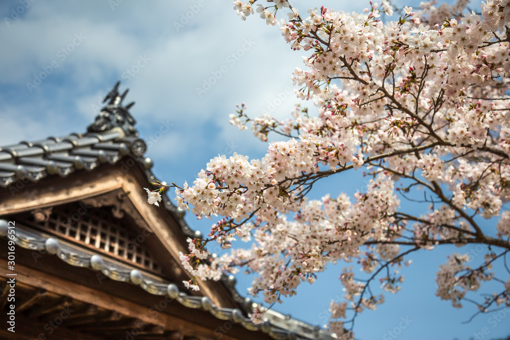 桜の花　春イメージ