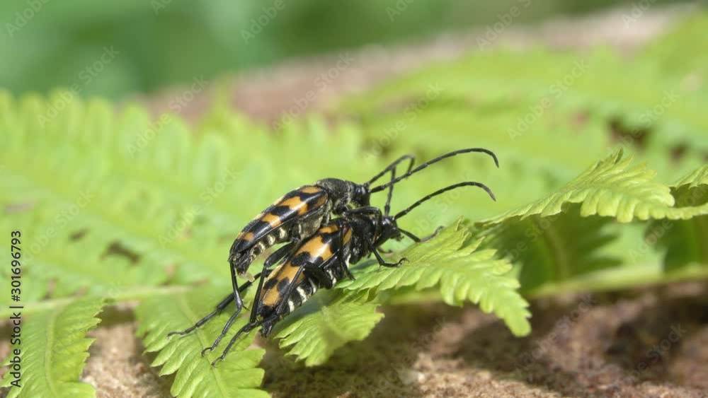 A pair of Longhorn Beetles (Leptura quadrifasciata, Strangalia quadrifasciata) are copulate A pair of Longhorn Beetles (Leptura quadrifasciata, Strangalia quadrifasciata) are copulate