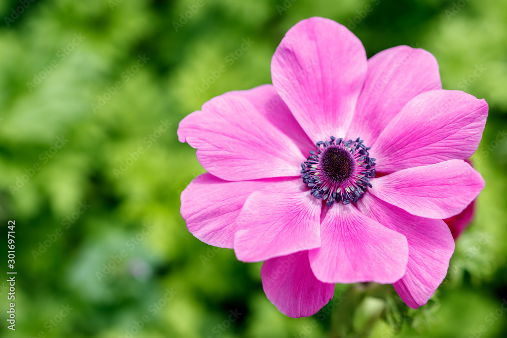 Fototapeta premium アネモネの花