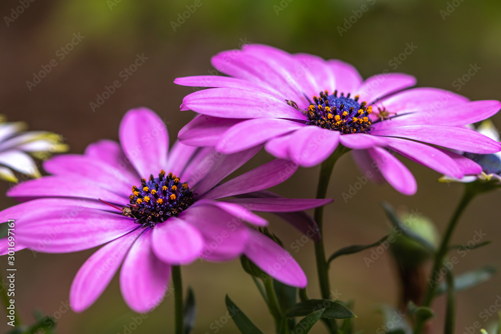 デイジーの花 デイジーの花