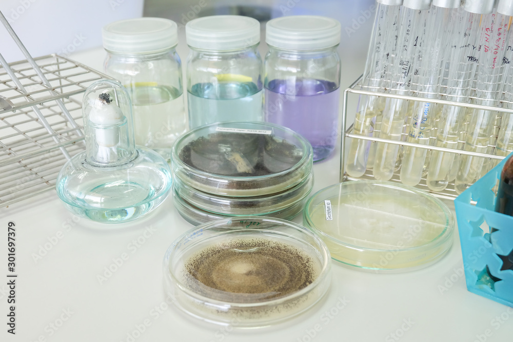colony of fungi in petridish with microbiology concept colony of fungi in petridish with microbiology concept
