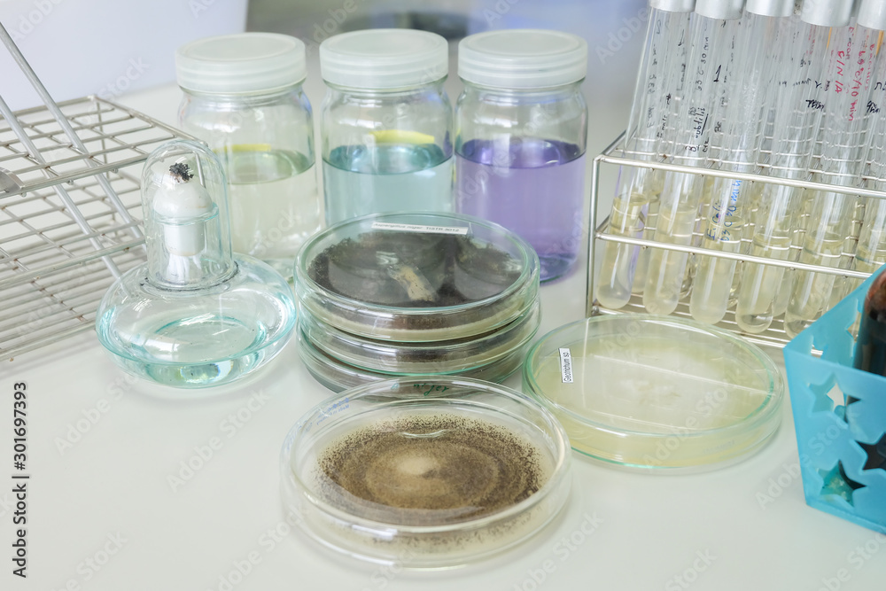 colony of fungi in petridish with microbiology concept colony of fungi in petridish with microbiology concept