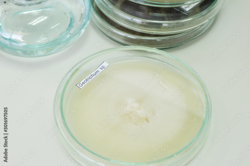 colony of fungi in petridish with microbiology concept colony of fungi in petridish with microbiology concept