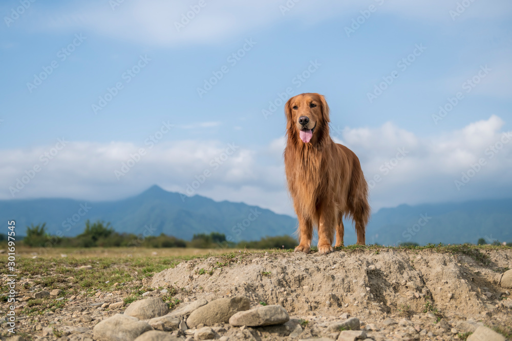 Obraz premium Golden Retriever in the wilderness outdoors