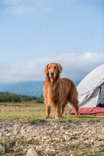 Golden Retriever in the wilderness outdoors