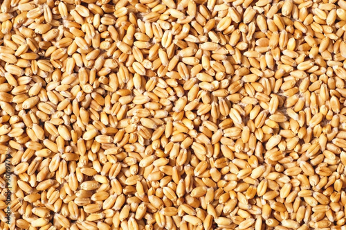 Texture of wheat grain 