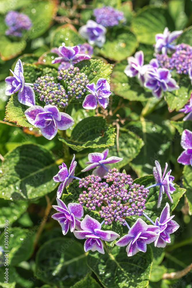 あじさいの花 あじさいの花