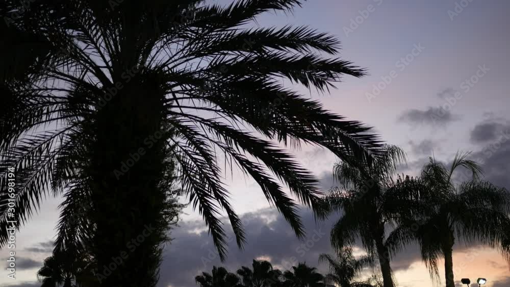 Locked down shot of cinematic palm trees on beautiful stunning summer morning - Color grade 1 Locked down shot of cinematic palm trees on beautiful stunning summer morning - Color grade 1