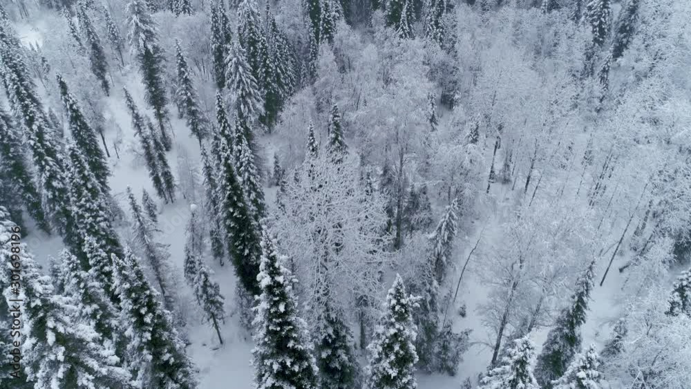 aerial view of a forest covered in snow aerial view of a forest covered in snow