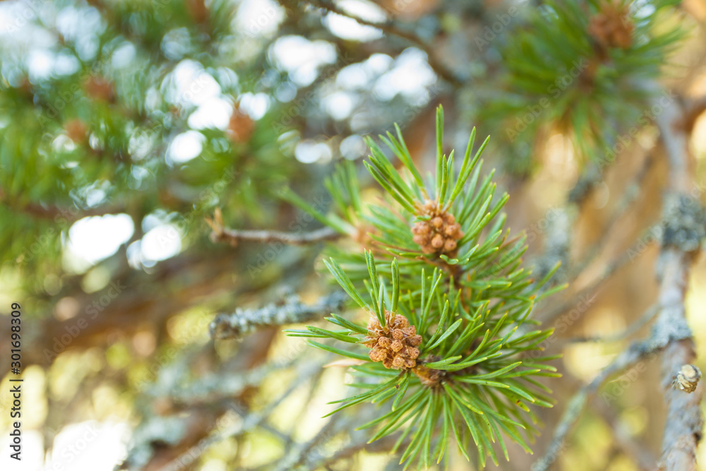 Green coniferous tree