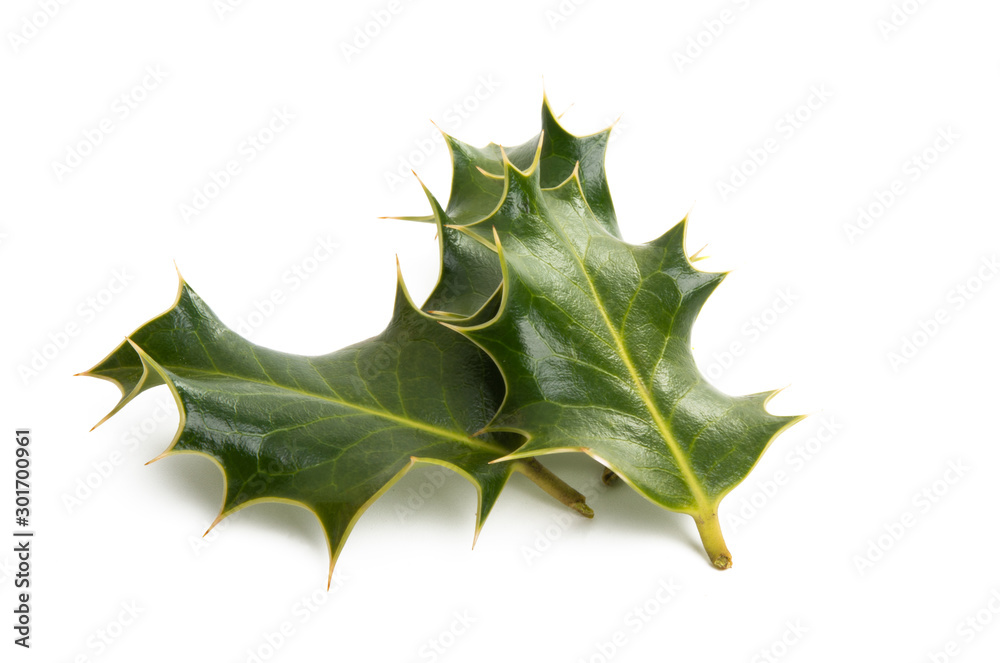 Fototapeta premium holly isolated