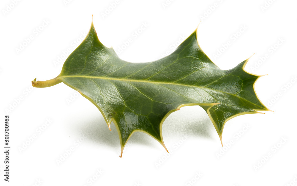 Fototapeta premium holly isolated