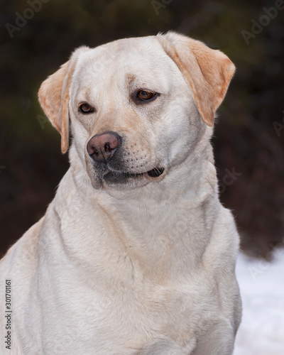 head portrait of a yellow labrador retriever adult female on a blurred snowy forest background
