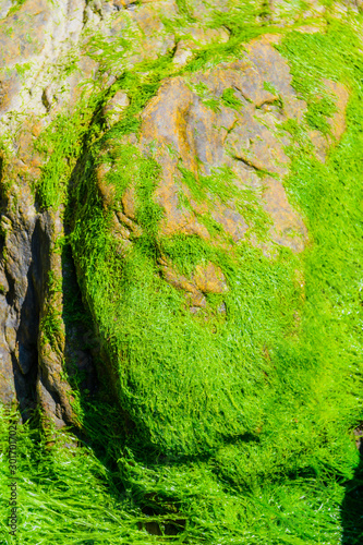 Picturesque green algae and granite boulders on the coast of the Crozon Peninsula. Brittany. France