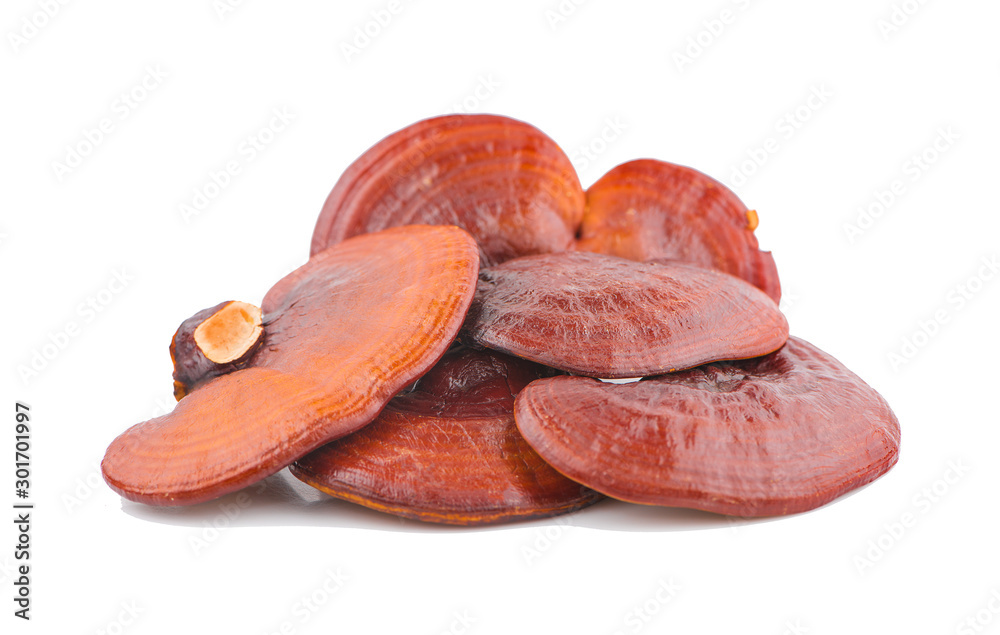 Ganoderma Lucidum Mushroom an isolated on white background Ganoderma Lucidum Mushroom an isolated on white background