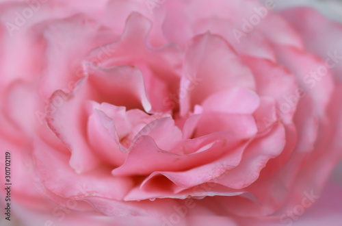 Art photo rose petals isolated on the natural blurred background. Closeup. For design, texture, background. Nature.