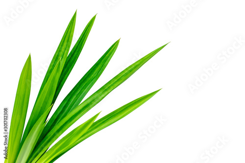 Pandan green leaf isolated on white background.