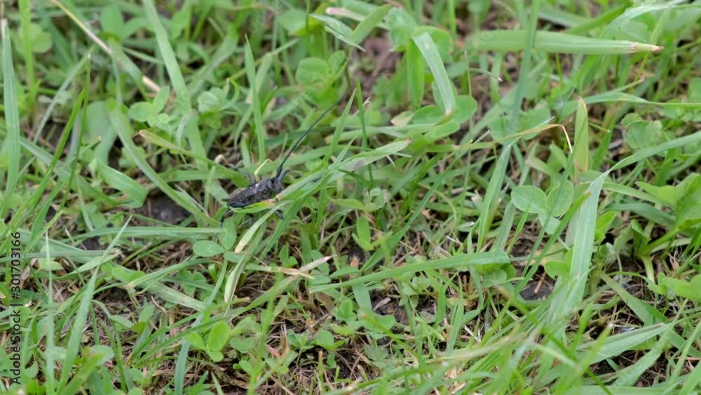 Big black beetle with long antennas sitting in grass on field, wildlife of insect. Wild nature with creature and bug in green grass. Big black beetle with long antennas sitting in grass on field, wildlife of insect. Wild nature with creature and bug in green grass.