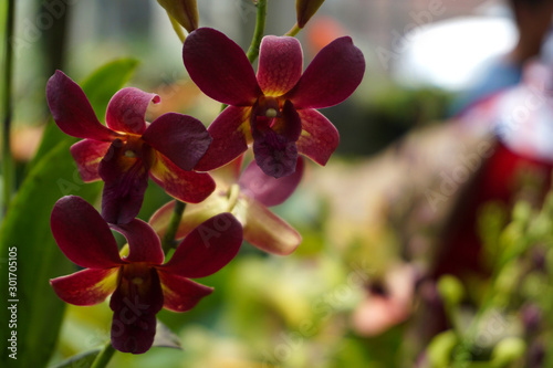 red dendrobium orchid flowers closeup. dendrobium orchid. red and yellow orchid isolated on green background. Orchid flower in garden.Dendrobium, macro orchids. red dendrobium close up photo