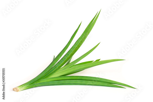 Fresh green pandan leaves ( Pandanus amaryllifolius come ) isolated on white background with clipping path. Natural herbal plant, fragrant screw pine and healthy drinks concept.